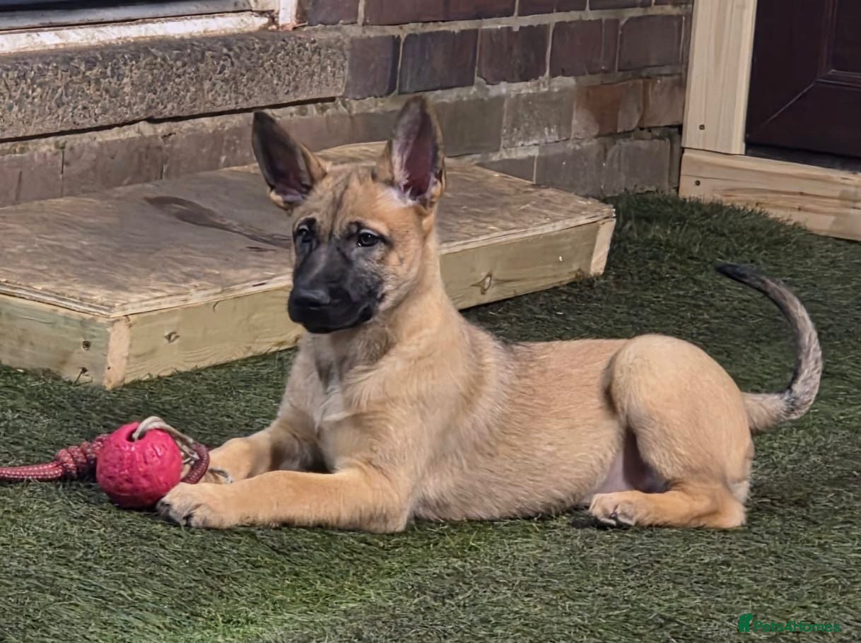 Belgian Shepherd Dog dogs 2 Girls Left READY NOW Belgian Malinois Pups  - Advert 2