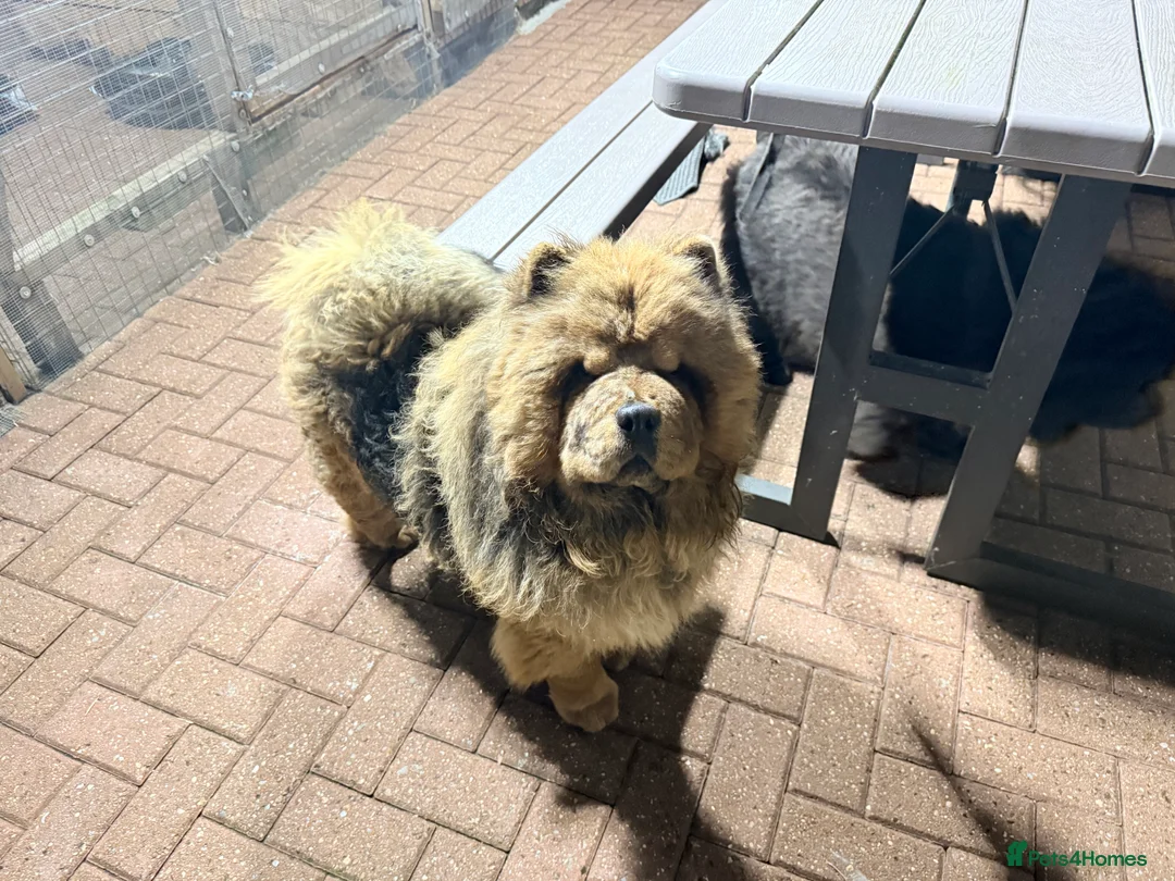 Chow Chow dogs for sale: Loving dogs - Advert 1