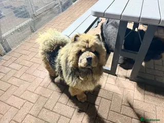 Chow Chow dogs Loving dogs - Advert 1