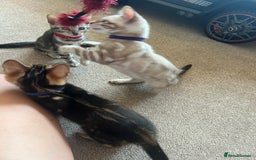 Bengal cats for sale: 🐾 TICA REGISTERED, READY TO LEAVE  😍😍 - Image 37