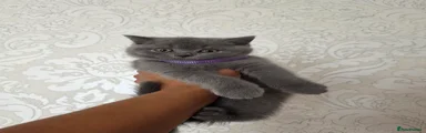 British Shorthair 3