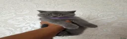 British Shorthair cats for sale: Ready to go British Shorthair kittens  - Advert 16