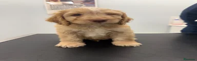 Cockapoo 3