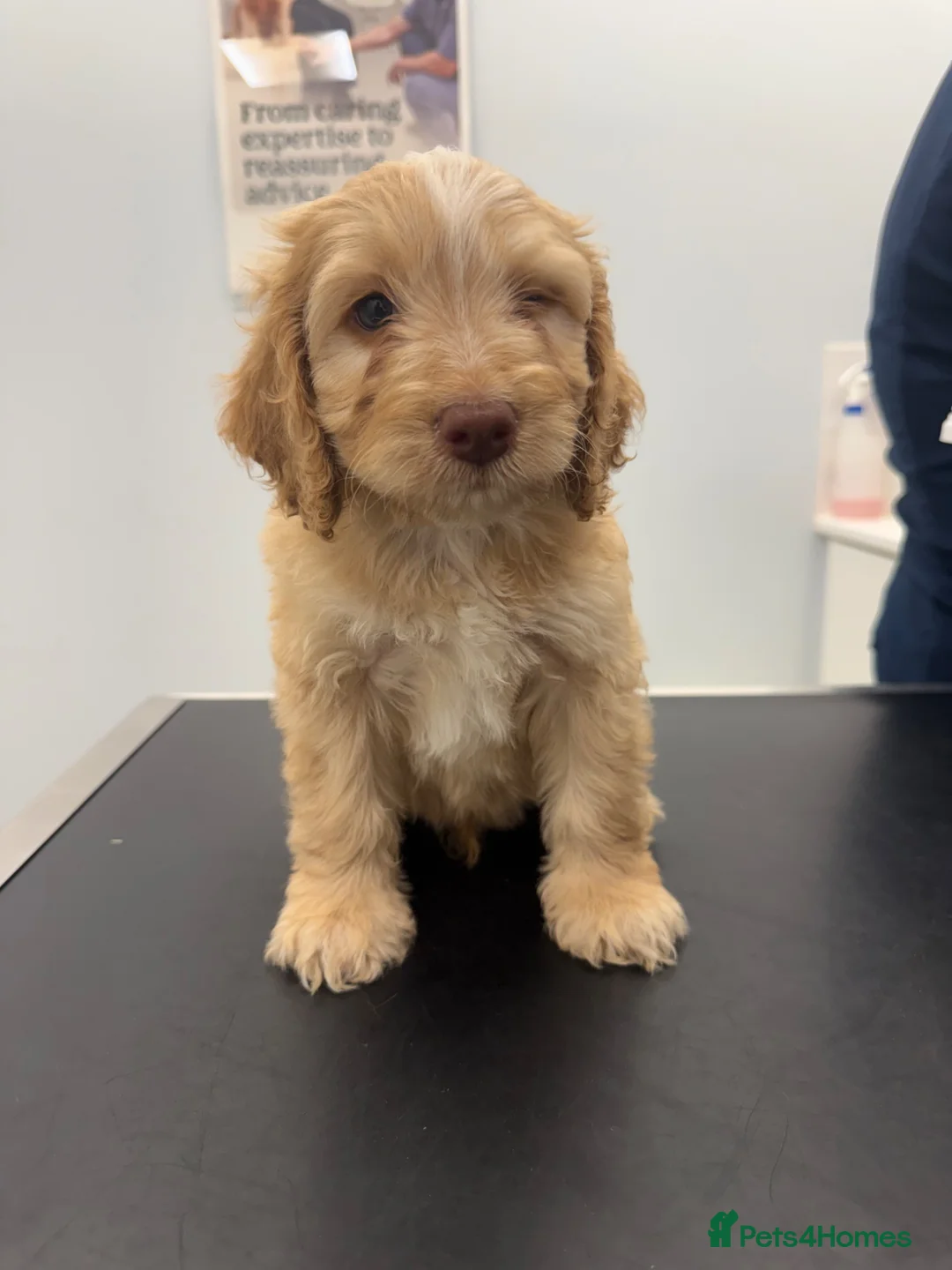 Cockapoo dogs for sale: F1 cockerpoo - Advert 7