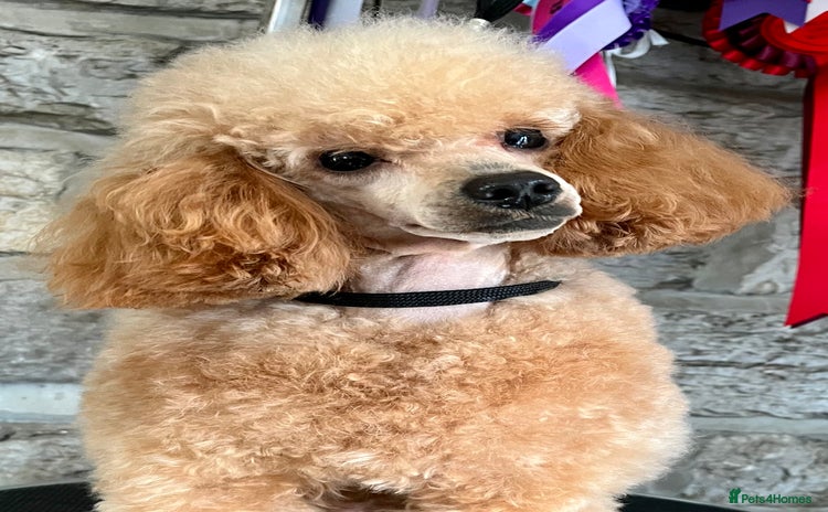 Toy Poodle dogs - Advert 13