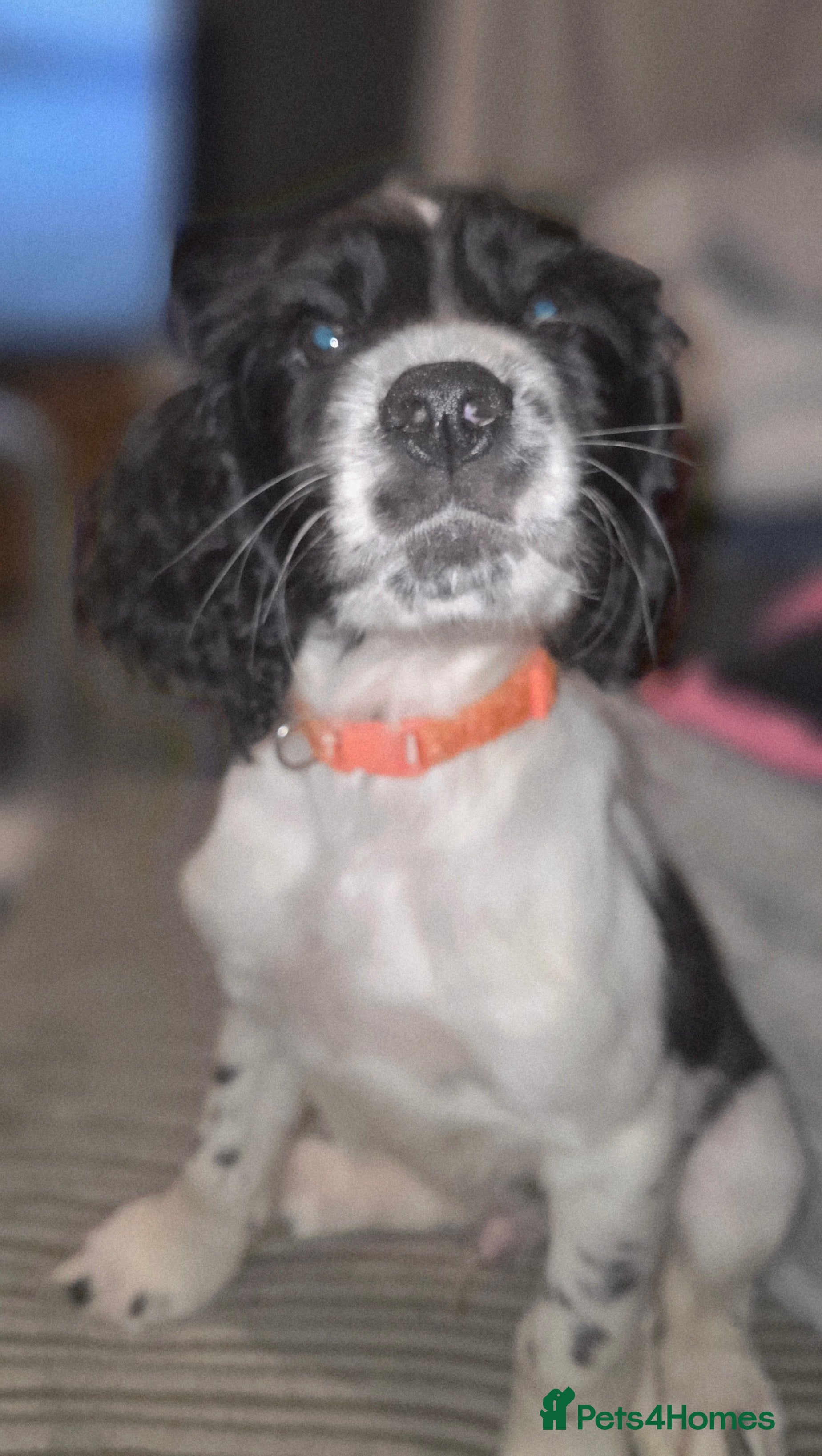 Sprocker dogs Sprocker pup - Advert 1