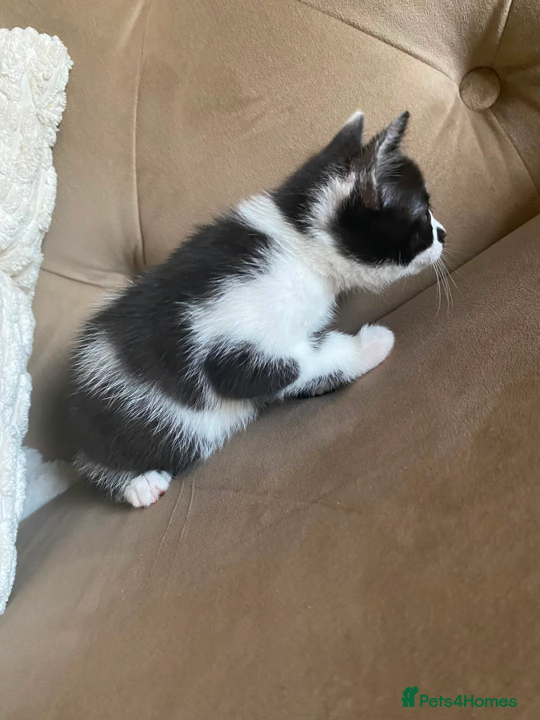 Mixed Breed cats for sale: *Last 2 * British short hair x domestic kittens  in Hull - Advert 2