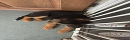German Shepherd dogs for sale: German Shepherd puppy for sale - Advert 5