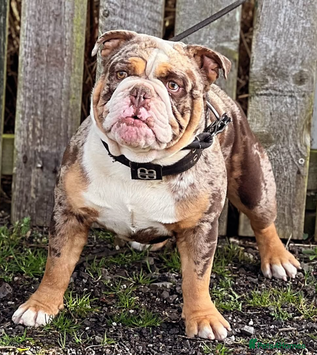 English Bulldog dogs for sale: Re advertised - I am no longer reserved - Image 14