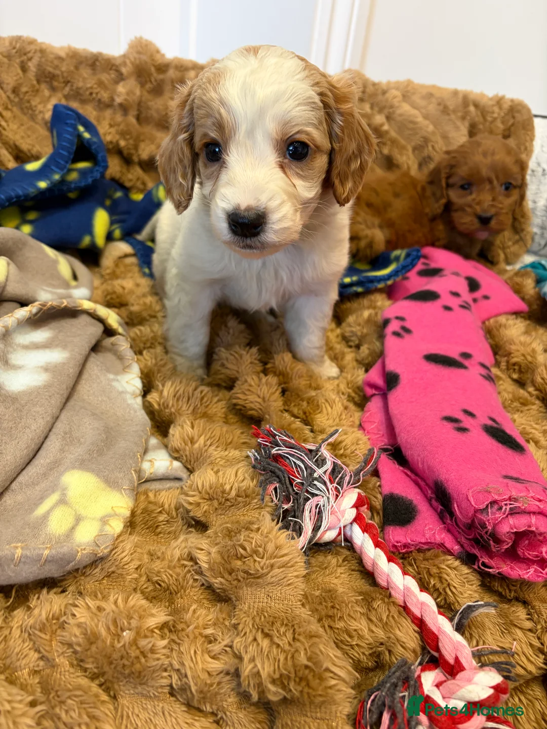 Cockapoo dogs for sale: 🐾STUNNING COCKERPOO F1 REGISTERED BREEDER🐾 - Advert 1