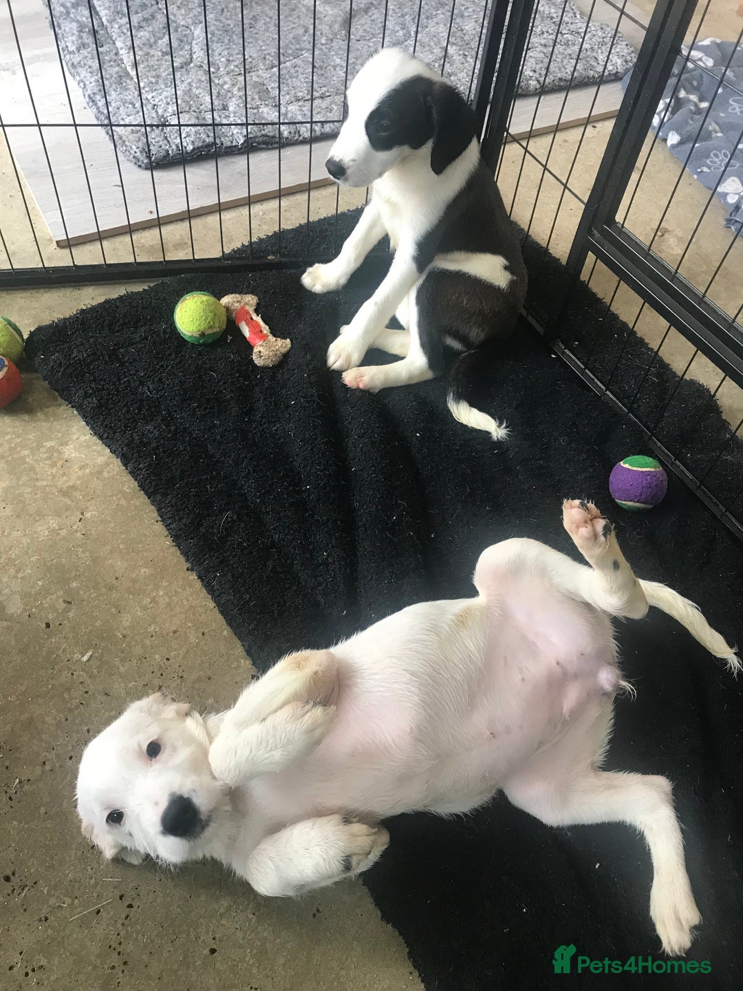 Mixed Breed dogs for sale: Border collie x Cockapoo  - Image 5