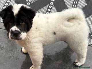 Shar Pei dogs **Ready stunning kc reg 1 boy left !!!! - Advert 11