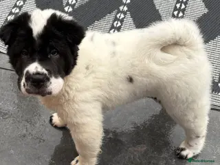 Shar Pei dogs ** kc reg 1 boy left !!!!!!! - Advert 2