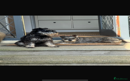 Miniature Schnauzer dogs for sale: 1 male miniature schnauzer puppy left - Image 3