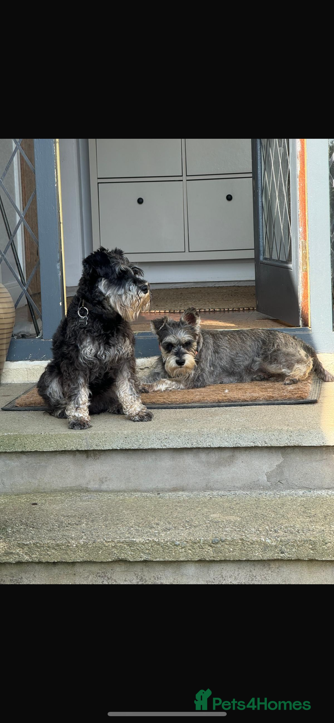 Miniature Schnauzer dogs for sale: 1 male miniature schnauzer puppy left - Image 3