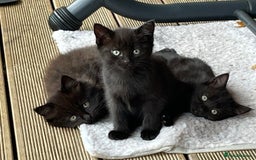 Mixed Breed cats for sale: 4 beautiful mixed breed kittene - Image 1