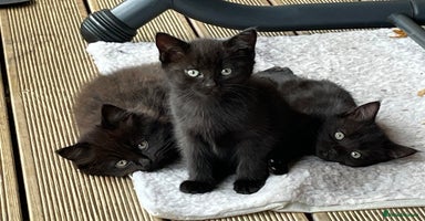 Mixed Breed cats 3 beautiful Female kittens READY NOW! 😍 - Advert 2