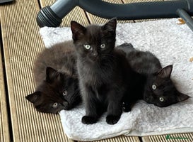 Mixed Breed cats 3 beautiful Female kittens READY NOW! 😍 - Advert 2