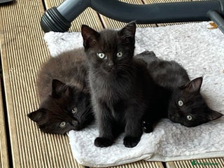 Mixed Breed cats - Advert 4