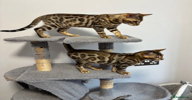 Bengal cats - Advert 7