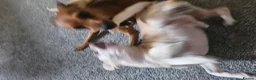 Miniature Pinscher dogs for stud: Terminator the mini pin in Dukinfield - Advert 4
