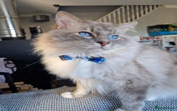 Ragdoll cats for stud: Handsome blue lynx Ragdoll for stud in Bathgate - Image 4
