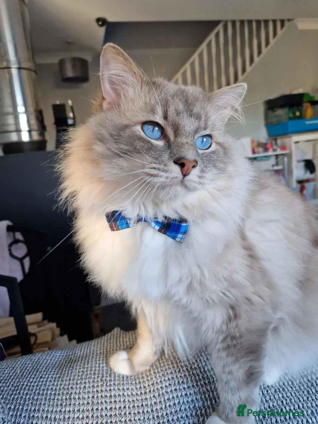 Ragdoll cats for stud: Handsome blue lynx Ragdoll for stud in Bathgate - Advert 5