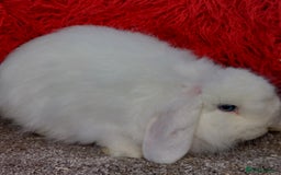 Mini Lop rabbits for sale: Vaccinated minilop cash buck  & doe  - Image 10
