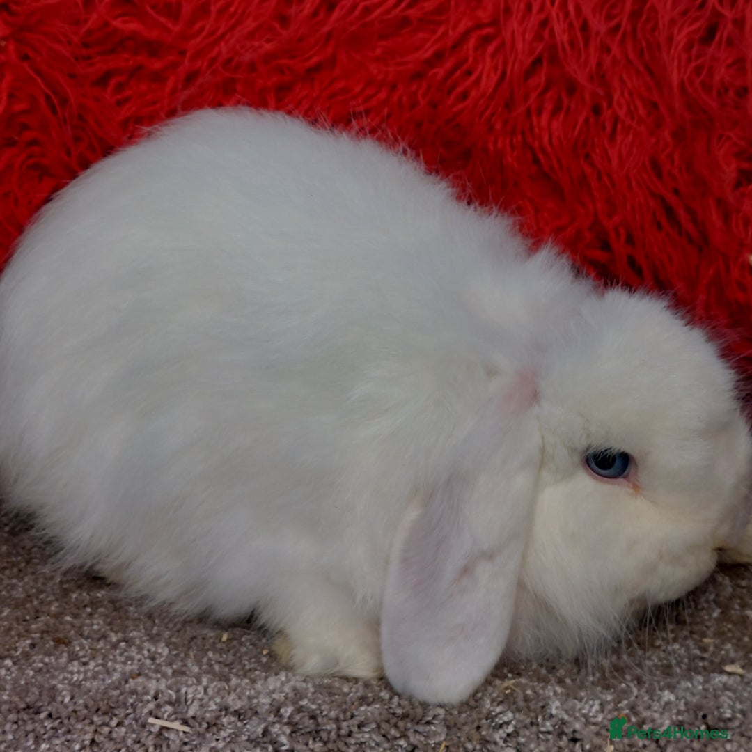 Mini Lop rabbits for sale: Vaccinated minilop cash buck  & doe  - Image 10