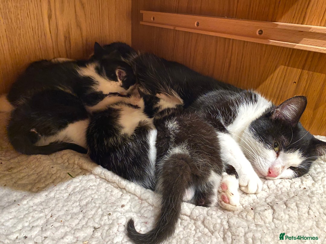 Mixed Breed cats for sale: Home-Raised Black & White Kittens– 10 Weeks Old 🐾 - Advert 17