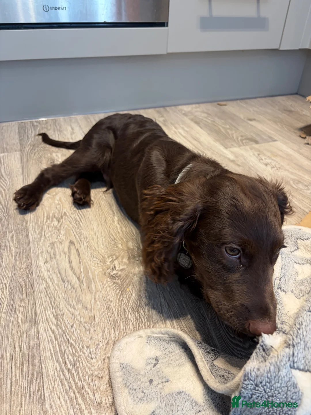 Mixed Breed dogs for sale: Rolo.  in Bampton - Advert 2
