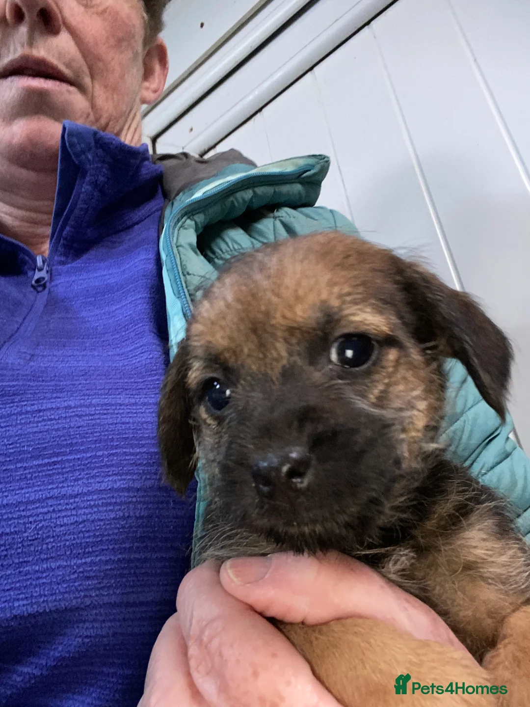 Border Terrier dogs for sale: Five boy  Kc border terrier pups for sale  - Advert 6