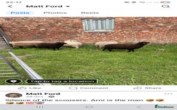 Sheep livestock for sale: Shetland sheep  - Image 1