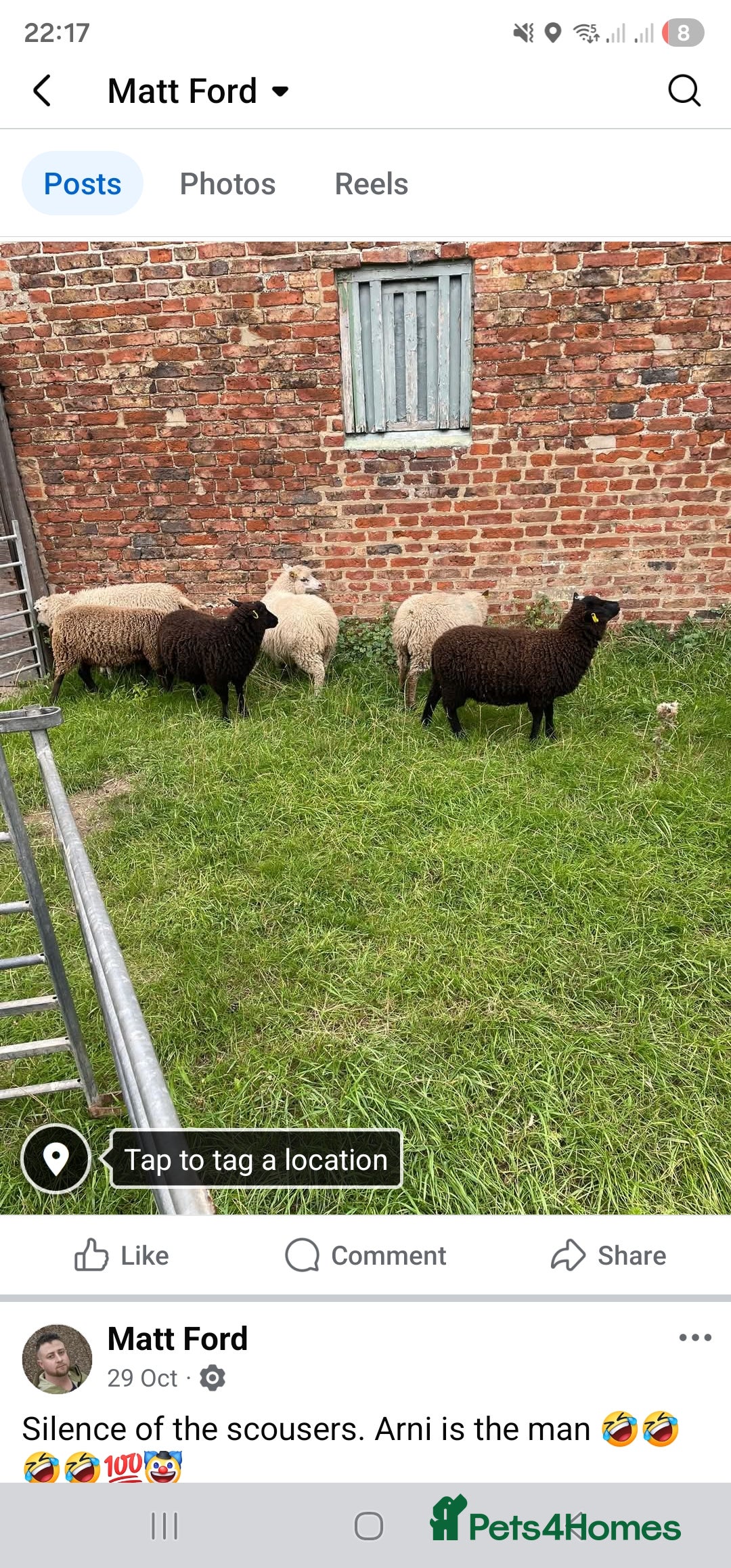 Sheep livestock for sale: Shetland sheep  - Image 1