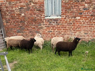 Sheep livestock for sale - Advert 1