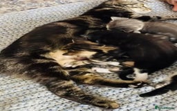 Mixed Breed cats for sale: Male kitten for sale..8 weeks old xx - Image 5
