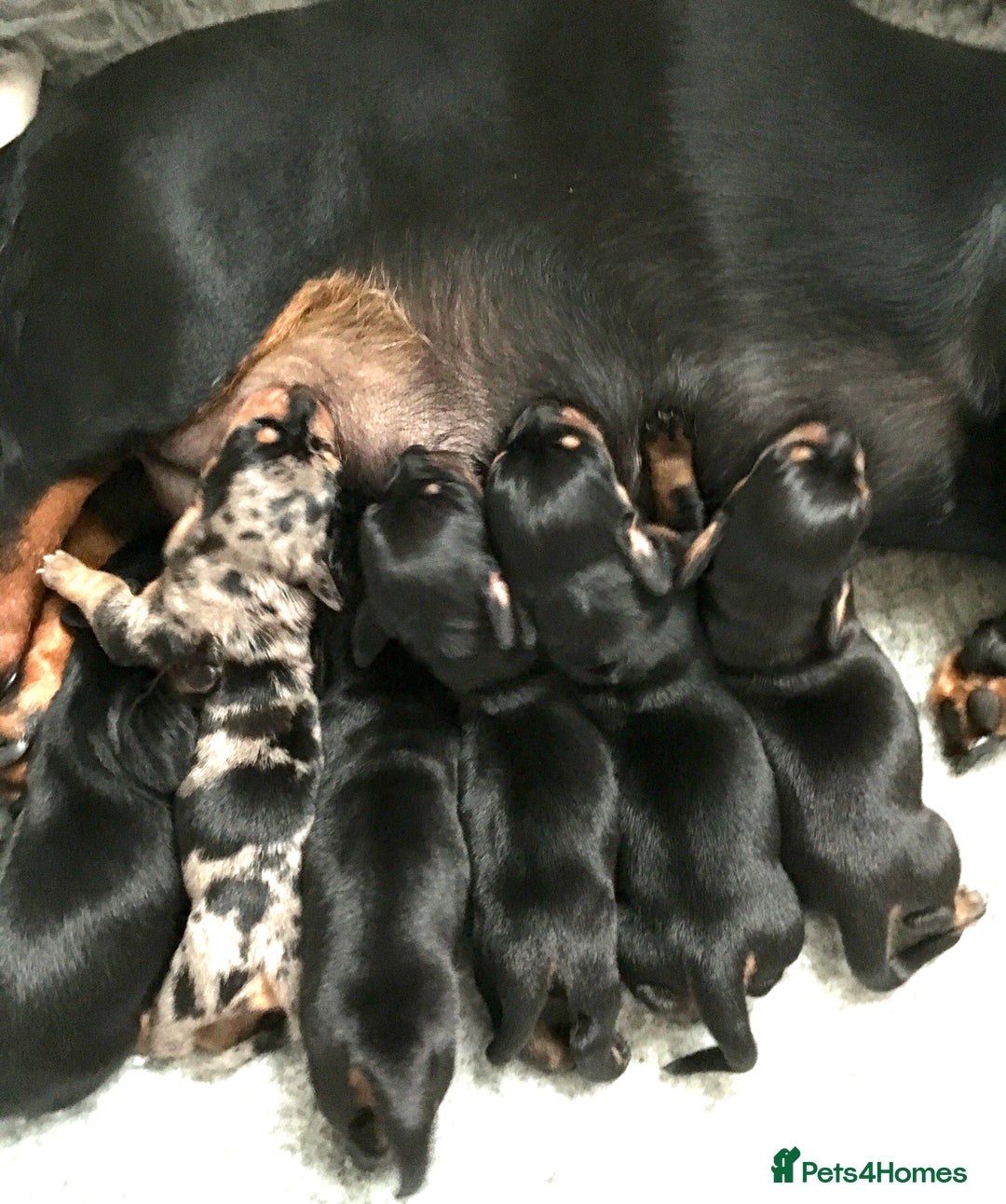 Miniature Dachshund dogs for stud: Mini Dachshund Boy for Stud, KC reg, Choc Dapple in Salford - Advert 16