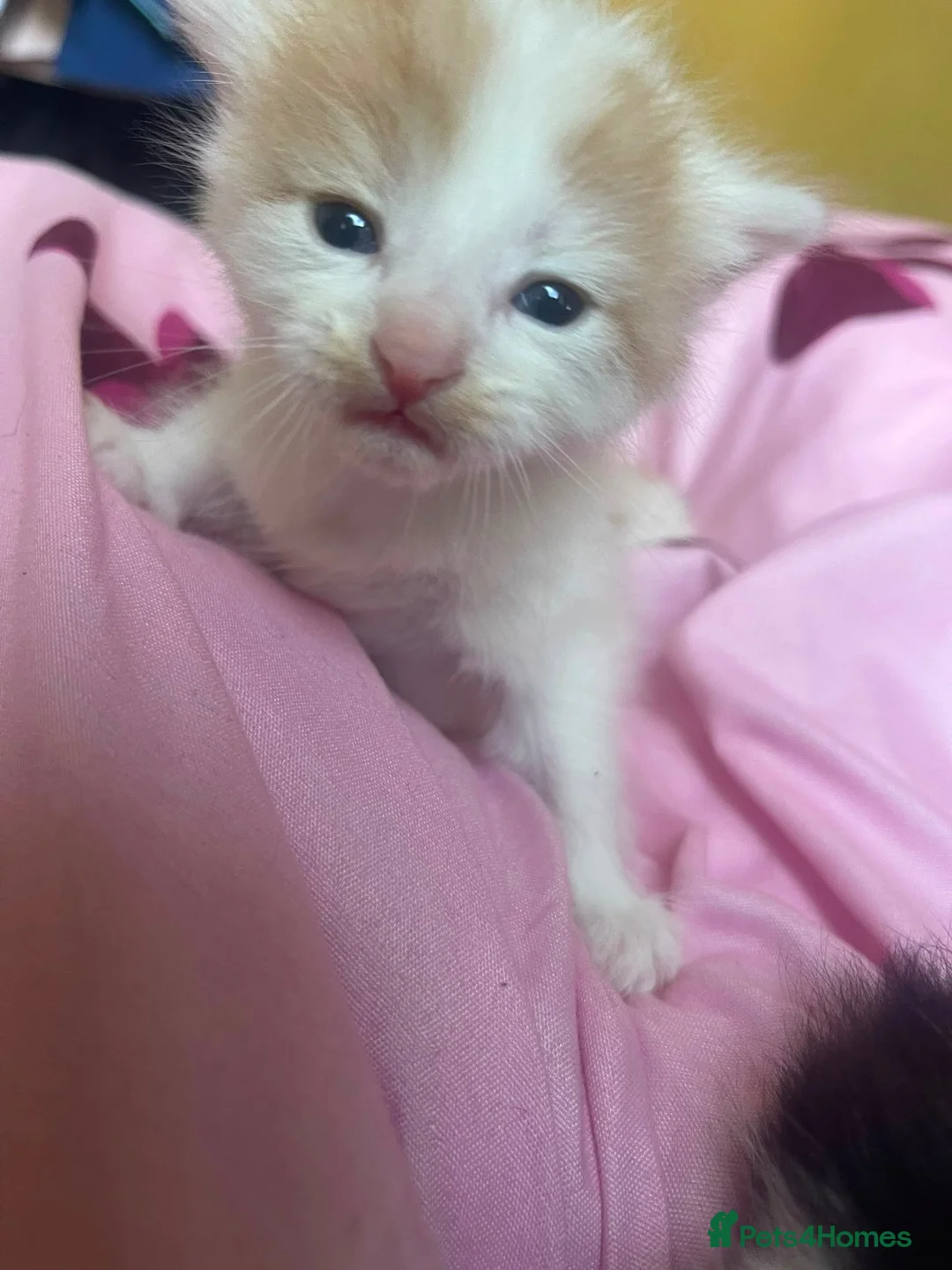 Mixed Breed cats for sale: Two male kittens for sale  - Advert 6