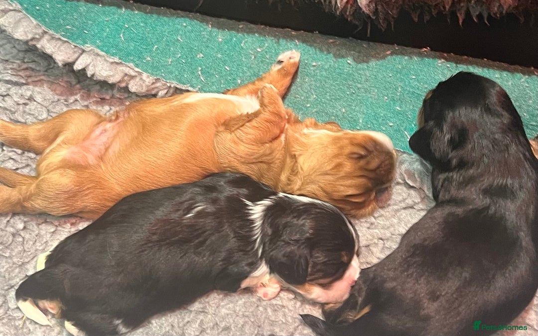 Cavalier King Charles Spaniel dogs for sale: Extensively health tested KC reg cavalier boys - Advert 13