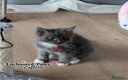 Maine Coon cats for sale: Ready now! 1 boy TICA Registered  - Image 14