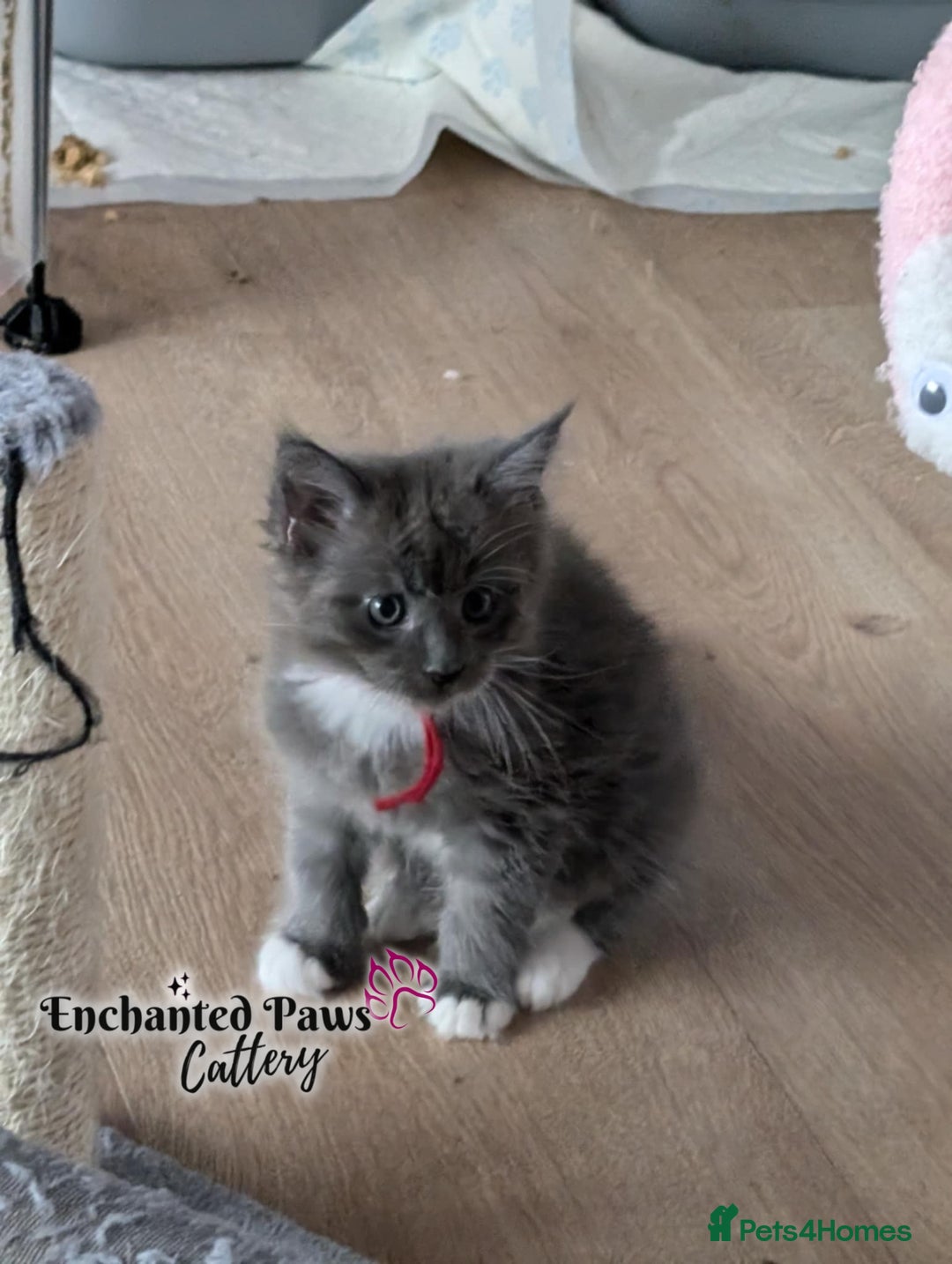 Maine Coon cats for sale: Ready now! 1 boy TICA Registered  - Image 14