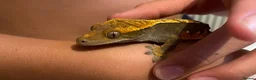 Gecko reptiles for sale: Crested Gecko with full set up  in Doncaster - Advert 1