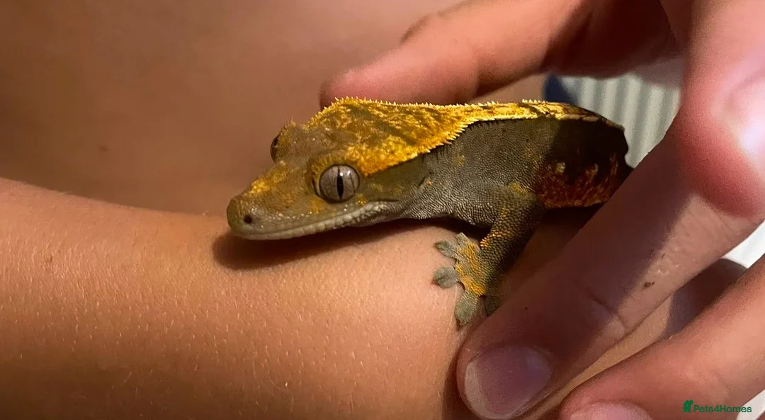 Gecko reptiles for sale: Crested Gecko with full set up  in Doncaster - Advert 1