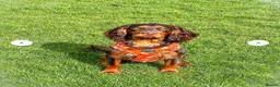 Cocker Spaniel dogs for sale: 🐾 Beautiful working cocker spaniel puppies 🐾  - Advert 19