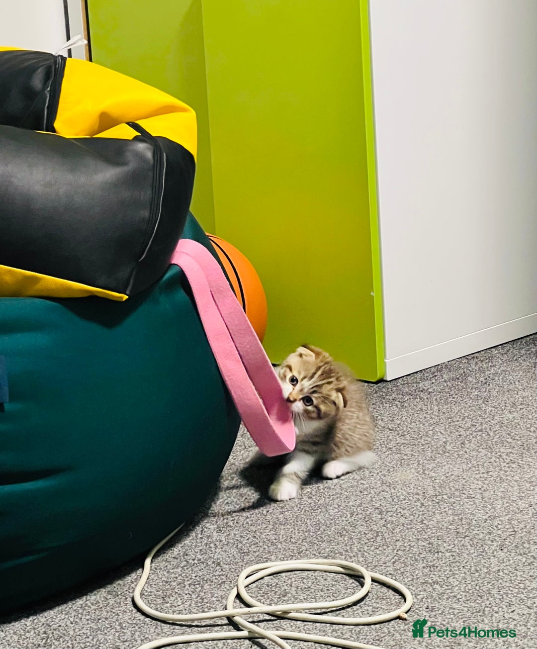 Scottish Fold cats for sale: Adorable Scottish Fold Kittens Ready This Weekend - Image 2