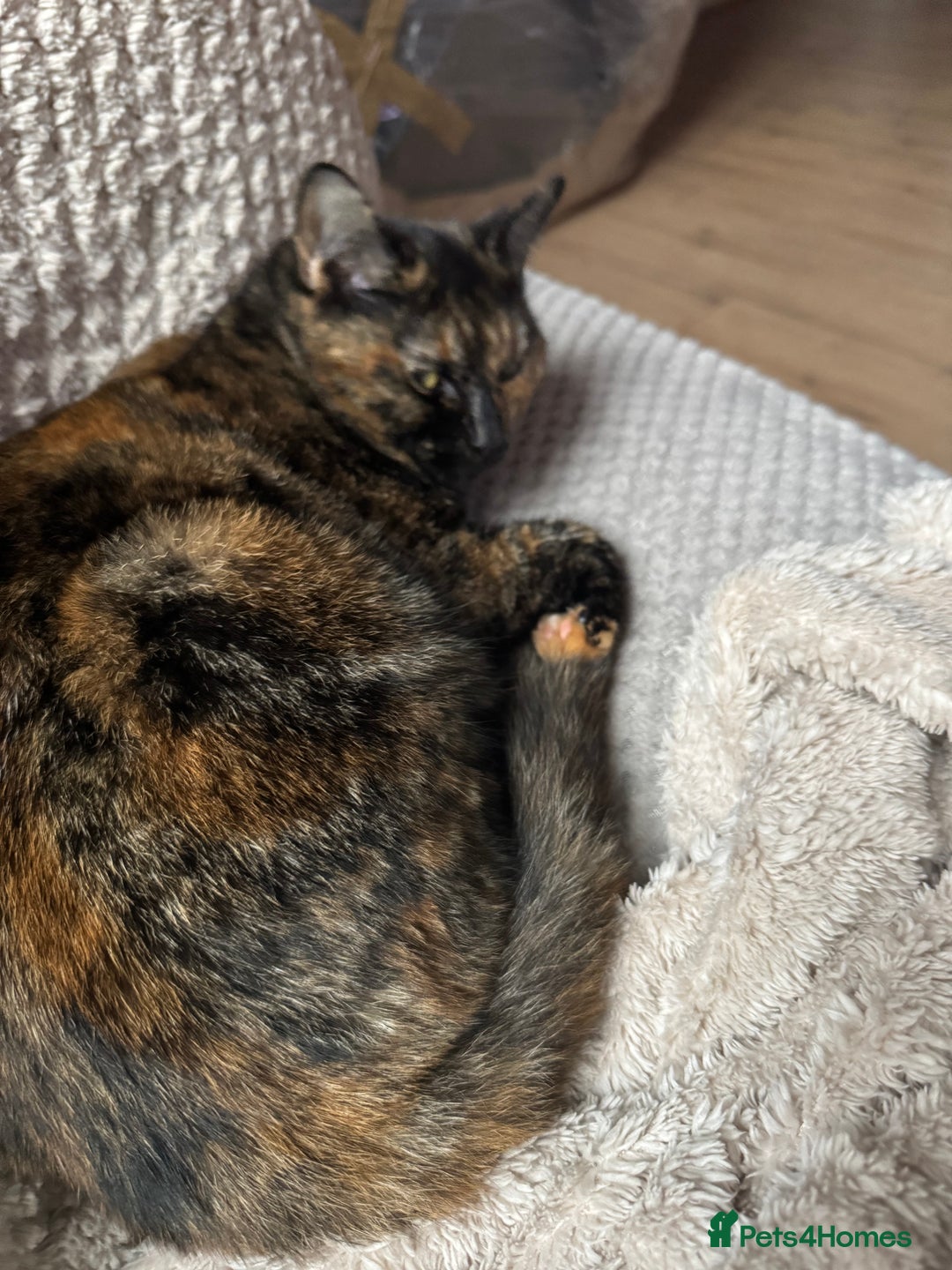 Domestic Shorthair cats for sale: Beautiful Bea  - Advert 1