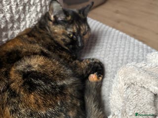 Domestic Shorthair cats Heartbreakingly need to re home Beautiful Bea - Advert 13