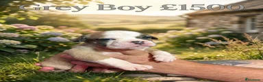 Olde English Bulldogge 12