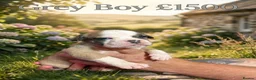 Olde English Bulldogge dogs for sale: 12 olde English bulldogs  - Advert 4
