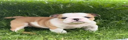 English Bulldog dogs for sale: ⭐️BULLDOG PUPPIES FROM BRITISHGOLD⭐️ - Advert 12